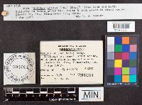 Suillus acidus image