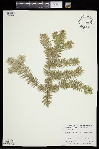 Abies balsamea image