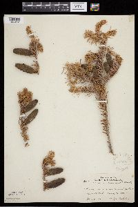 Abies balsamea image