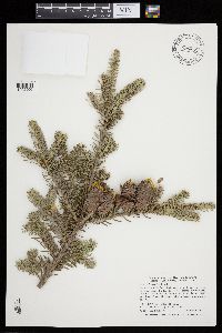 Abies balsamea image
