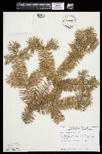 Abies balsamea image