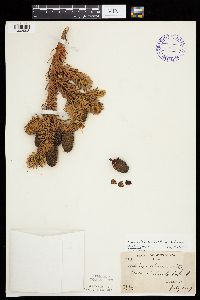 Abies balsamea image