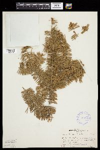 Abies balsamea image