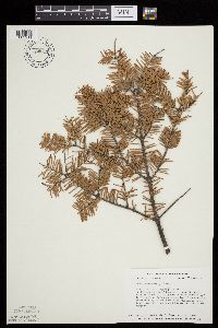 Abies balsamea image