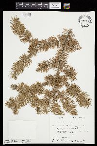 Abies balsamea image
