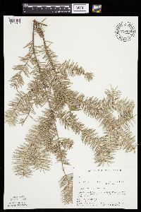 Abies balsamea image