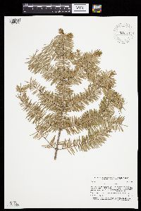 Abies balsamea image