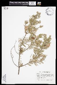 Abies balsamea image