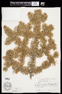 Abies balsamea image