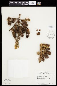 Abies balsamea image