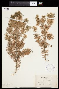 Abies balsamea image