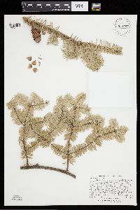 Abies balsamea image