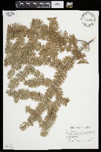 Abies balsamea image