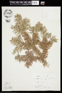 Abies balsamea image