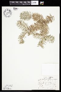 Abies balsamea image