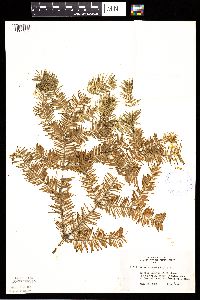 Abies balsamea image