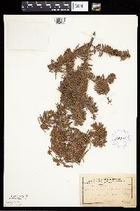 Abies balsamea image