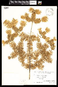 Abies balsamea image