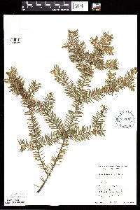 Abies balsamea image