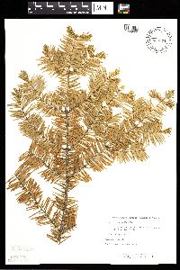 Abies balsamea image
