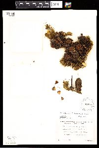 Abies balsamea image