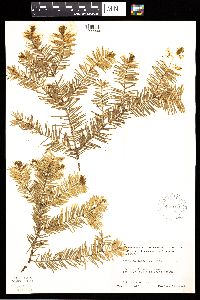 Abies balsamea image
