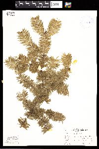 Abies balsamea image