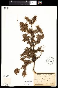 Abies balsamea image