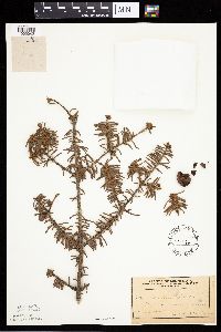 Abies balsamea image