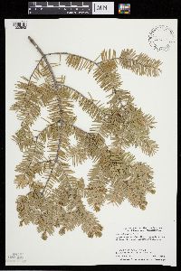 Abies balsamea image