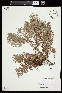 Abies balsamea image