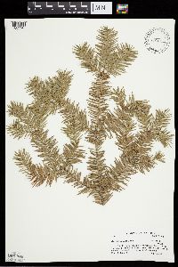 Abies balsamea image