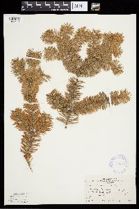 Abies balsamea image