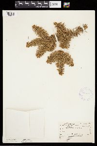 Abies balsamea image