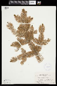 Abies balsamea image