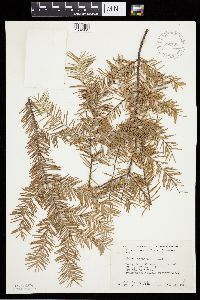 Abies balsamea image