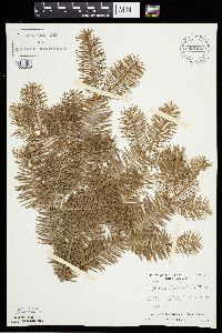 Abies balsamea image