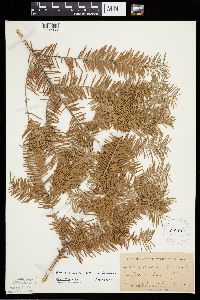 Abies balsamea image