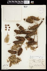 Abies balsamea image