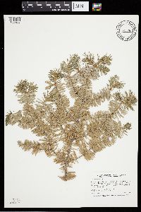 Abies balsamea image