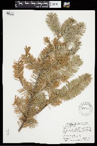 Abies balsamea image