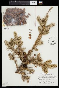 Media resource of Abies balsamea