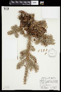 Thumbnail image of current specimen