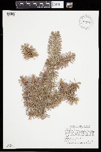 Abies balsamea image