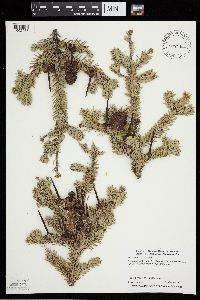 Abies balsamea image