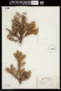 Abies balsamea image
