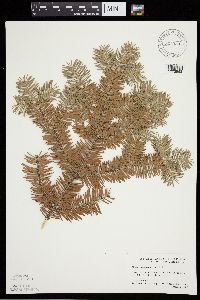 Abies balsamea image