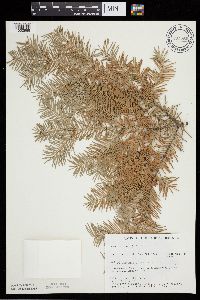 Abies balsamea image