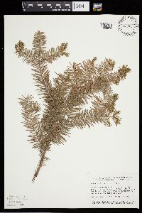Abies balsamea image