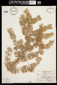 Abies balsamea image